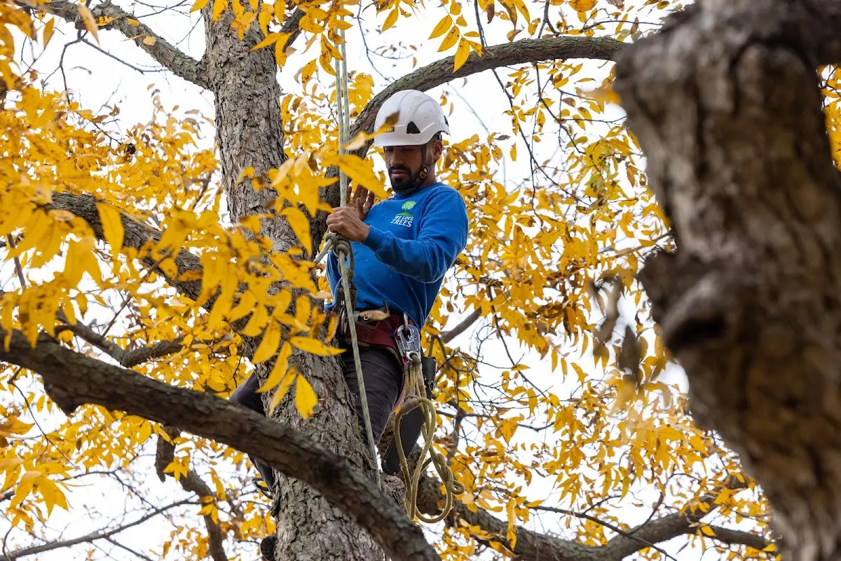 Skilled Tree Planing crew working in Vermontville
